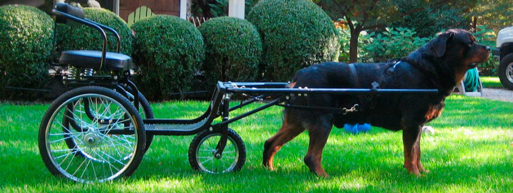 K9 Carts